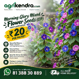 Morning Glory Mixed Flower Seeds (OP) Morning Glory Mixed Flower Seeds (OP)