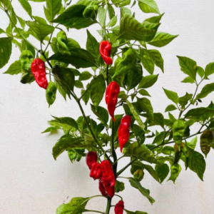 Naga Chilli Seeds