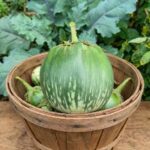 Mattu Gulla (madugula) Brinjal Seeds