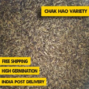 Black Paddy Seeds Chak-hao