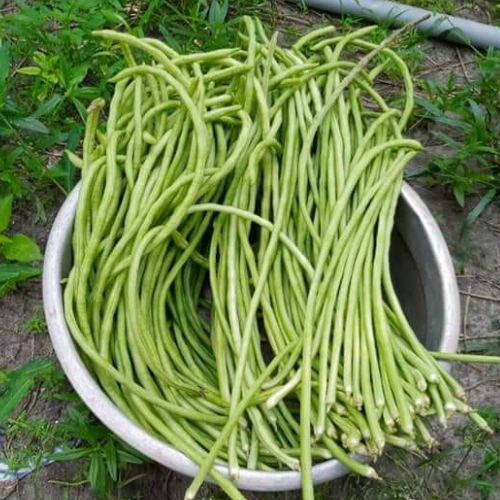 long yard beans