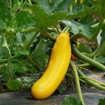 Zucchini Squash Yellow seeds