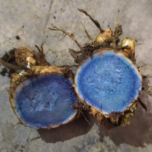 Black Turmeric Seeds