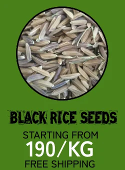 black rice seed banner