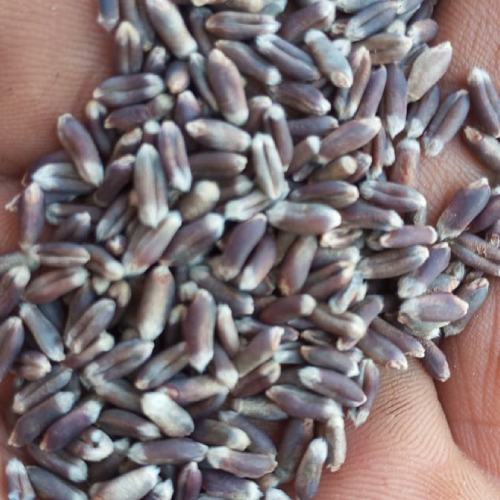 black wheat seeds