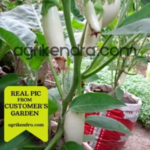 brinjal white long seed