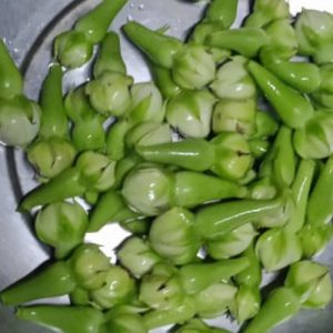 clove beans short