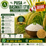 Pusa Basmati 1718 Premium Paddy Seeds