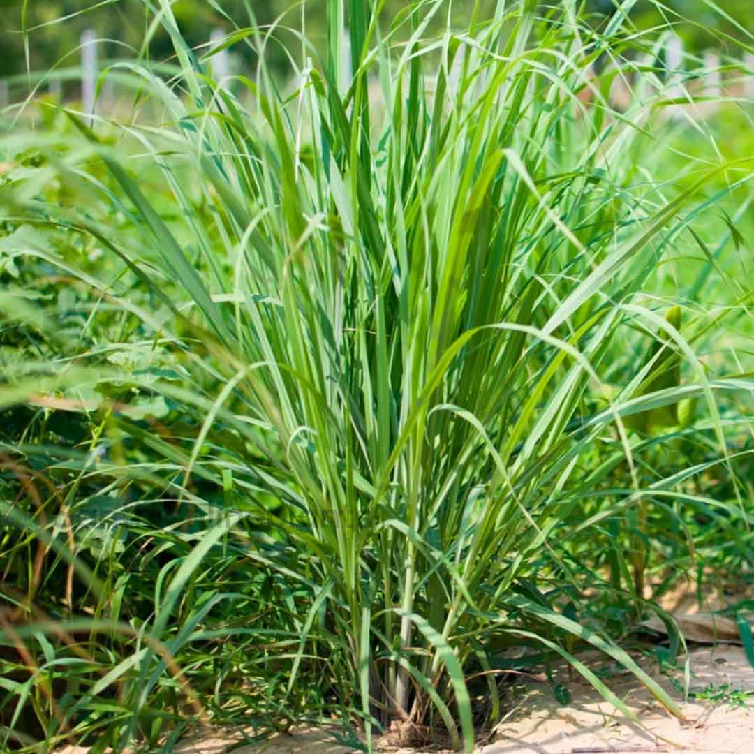 Lemon Grass Seeds Online India Buy Herb Seeds Online india