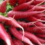 radish chinese pink