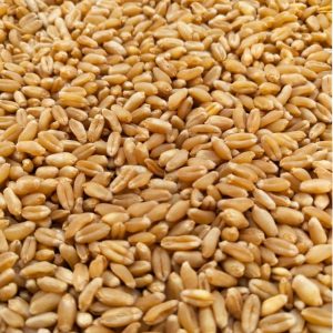 dg 09 wheat seeds
