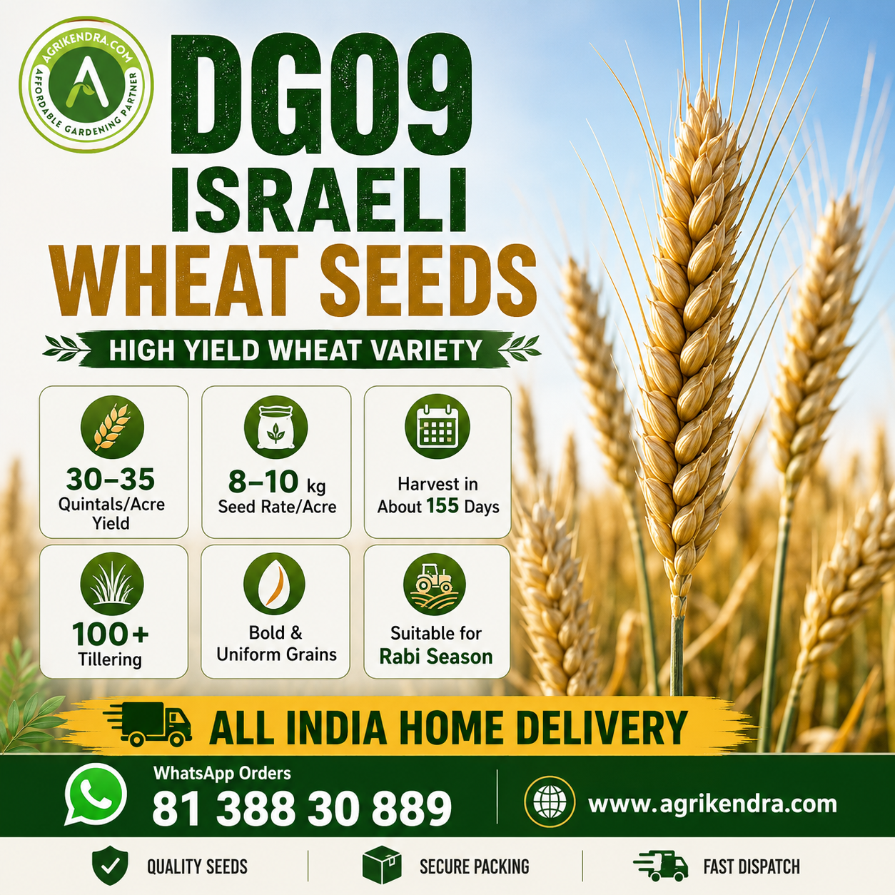 DG09 Israeli Wheat Seeds DG09 Israeli Wheat Seeds