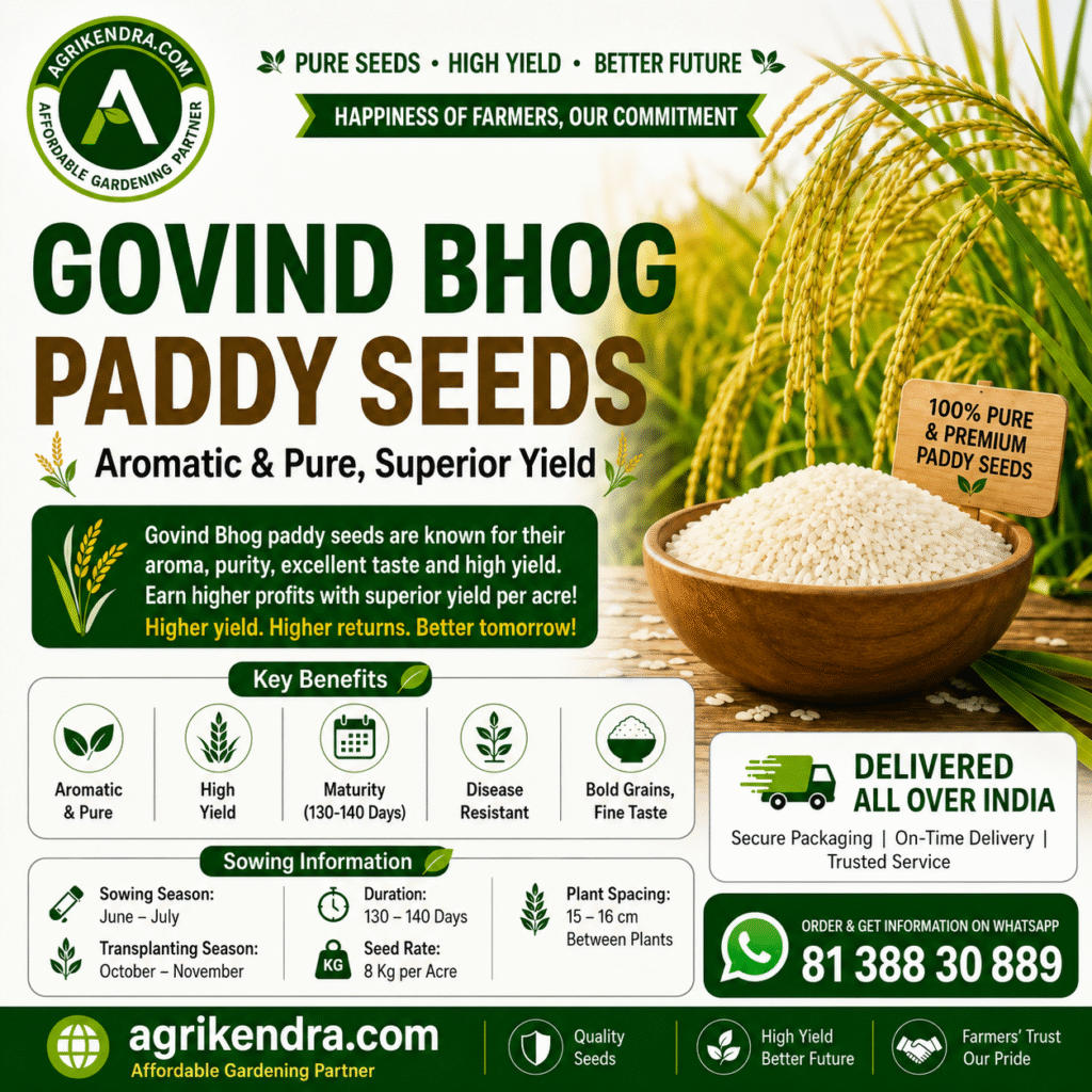 Gobindobhog Paddy Seeds – Premium Aromatic Govind Bhog Rice Seeds for High Yield