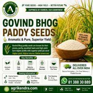 Gobindobhog Paddy Seeds | Premium Aromatic Govind Bhog Rice Seeds Gobindobhog Paddy Seeds | Premium Aromatic Govind Bhog Rice Seeds