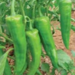 Chilli Hot Pepper Hybrid