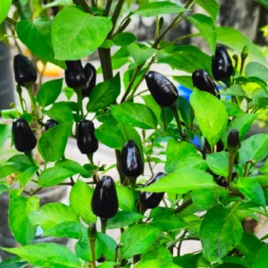 Chilli Violet Oval
