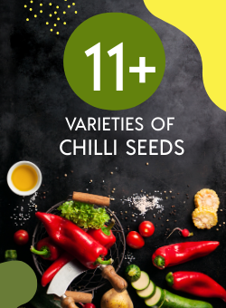 chilli seed varieites