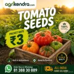tomato seeds op