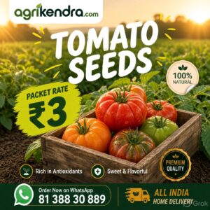 tomato seeds op tomato seeds op