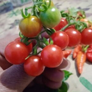 cherry tomato seeds online
