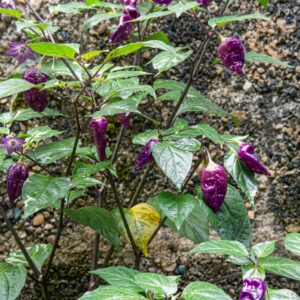 Chilli Violet Unda Chilli Violet Unda