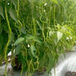 longest chilli seeds india