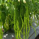 thread chilli seeds (2)