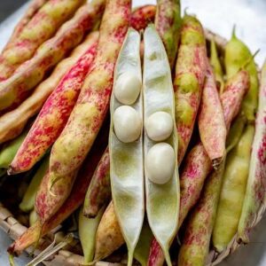 Butter Beans Seeds Butter Beans Seeds