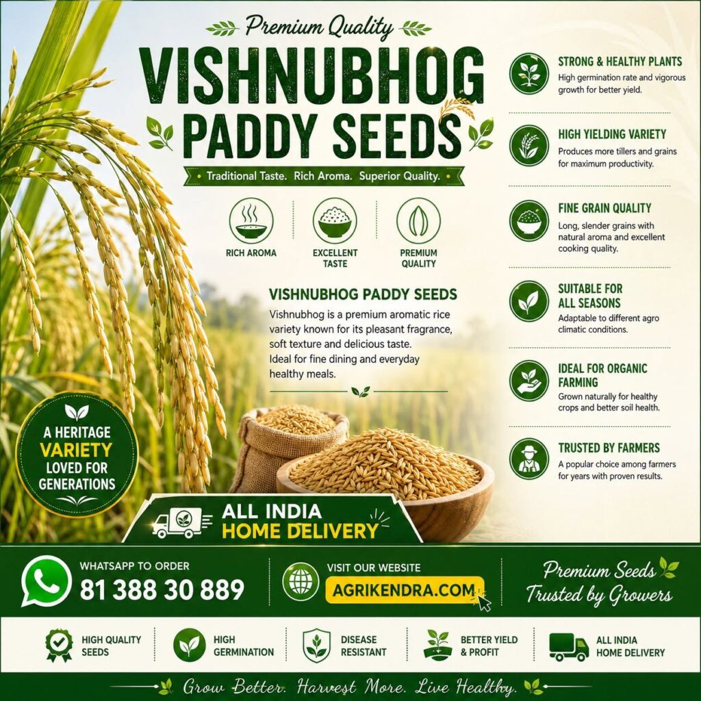 Vishnubhog Paddy Seeds – Premium Aromatic Traditional Rice Seeds for High Yield