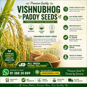 Vishnubhog Paddy Seeds | Premium Aromatic Rice Seeds