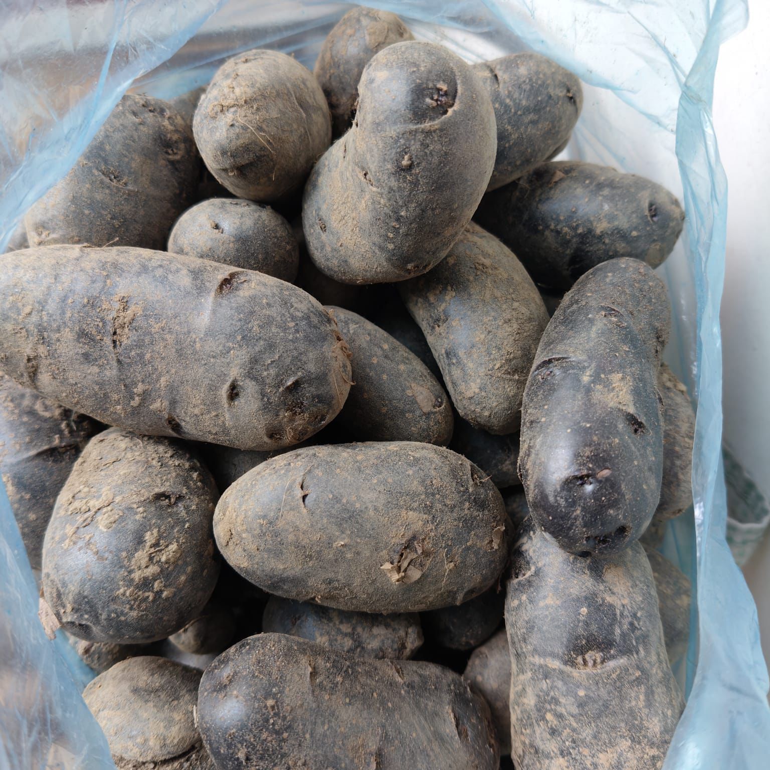 black potato seeds online