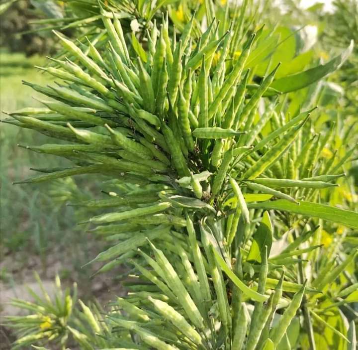 mustard seeds online
