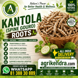 Kantola Roots spine gourd tubers Kantola Roots spine gourd tubers