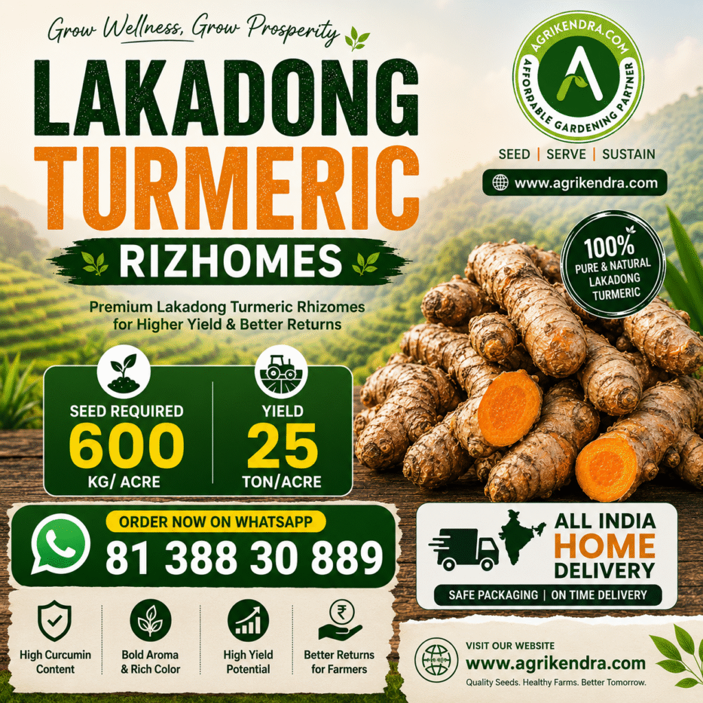 Lakadong Haldi Seed