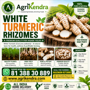 White Turmeric Rhizomes
