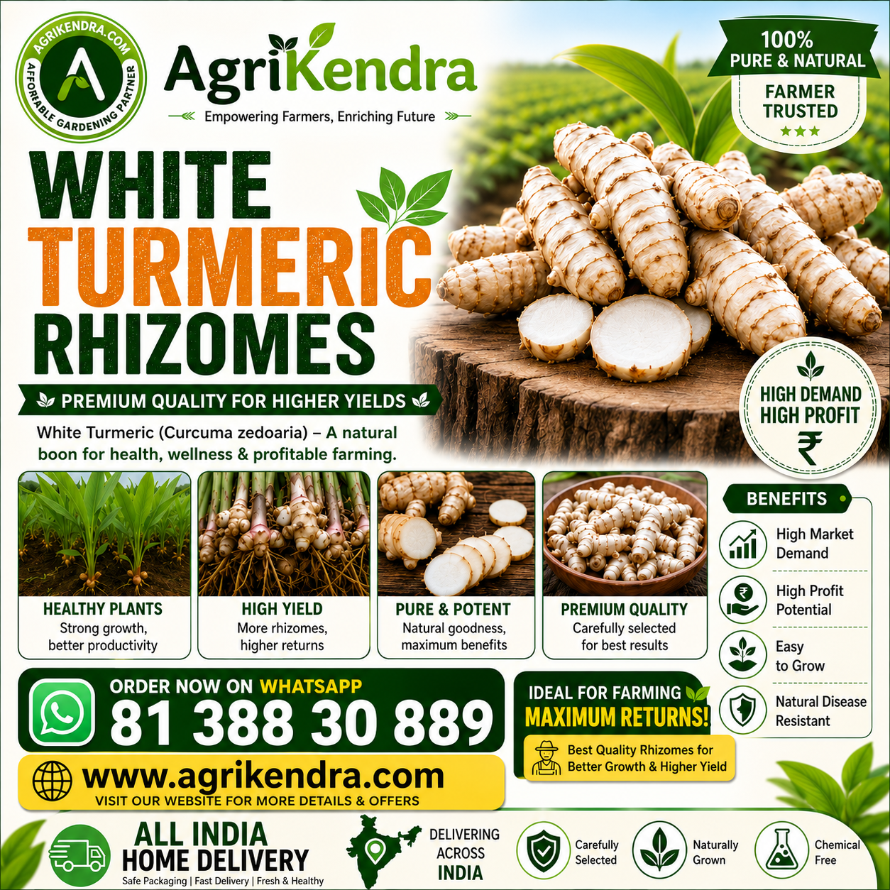 White Turmeric Rhizomes
