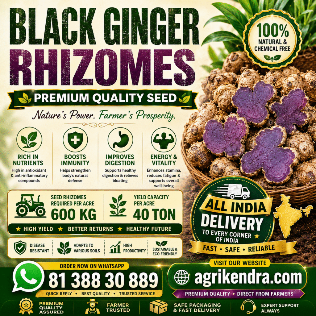Black Ginger Rhizomes (Kaempferia parviflora) premium planting rhizomes for commercial cultivation in India