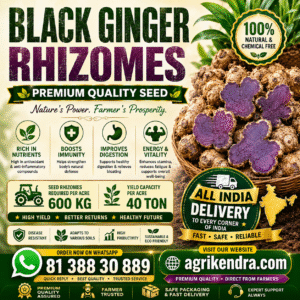 Black Ginger Rhizomes | Premium Planting Material | Agrikendra