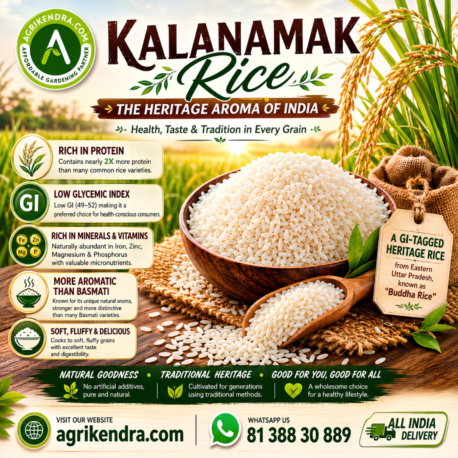 Kalanamak Paddy Seeds | Premium GI Tagged Heritage Rice