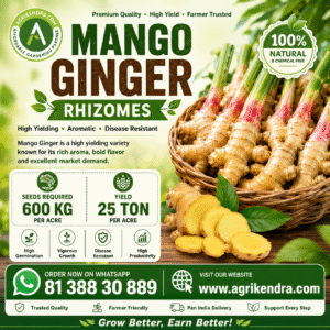Premium Mango Ginger Rhizomes (Curcuma amada) for Planting | High Yield