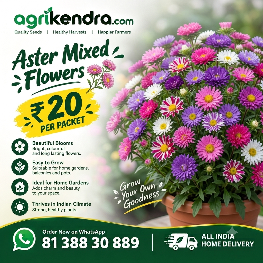 Aster Mixed Flower Seeds (OP)