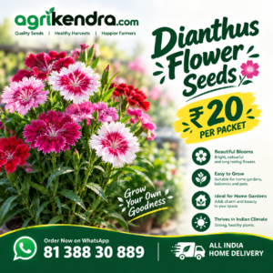 Dianthus Flower Seeds (OP)