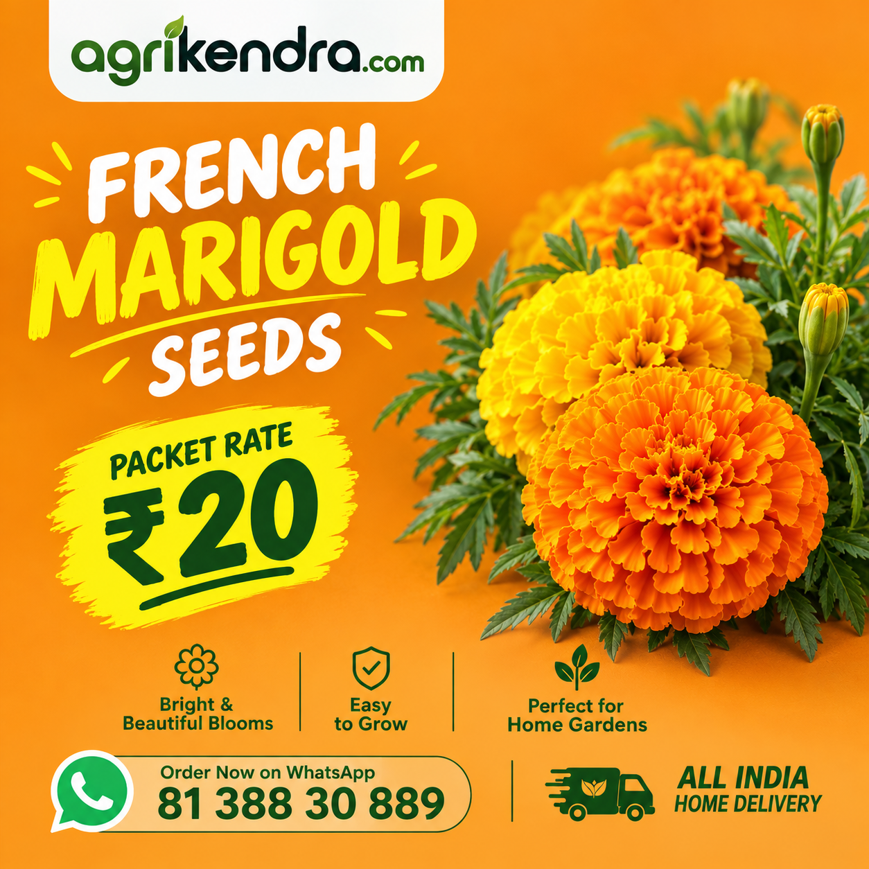 French Marigold Seeds (Open Pollinated)