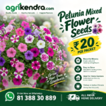 Petunia Mixed Flower Seeds (OP)