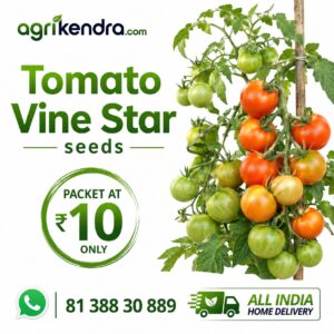 tomato vine star