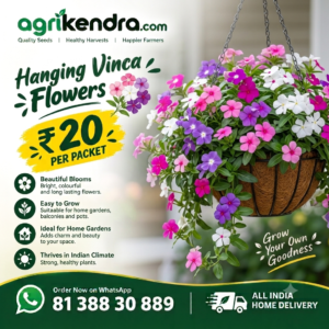 Vinca Hanging Flower Seeds (OP) Vinca Hanging Flower Seeds (OP)