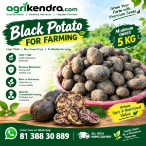 Black Potato for Farming – Agrikendra
