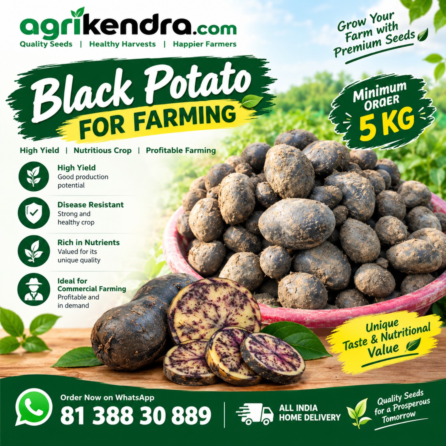Black Potato for Farming – Agrikendra